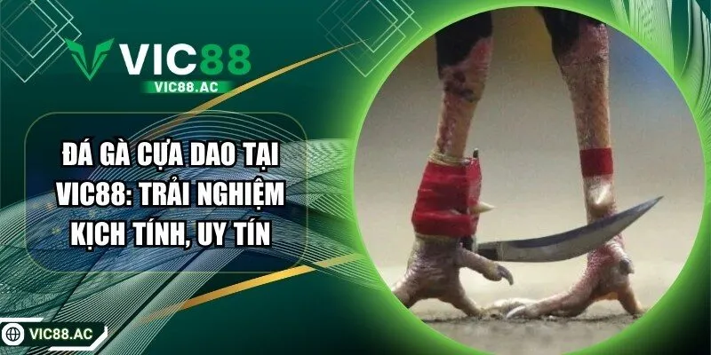 Đá Gà Cựa Dao Tại VIC88: Trải Nghiệm Kịch Tính, Uy Tín