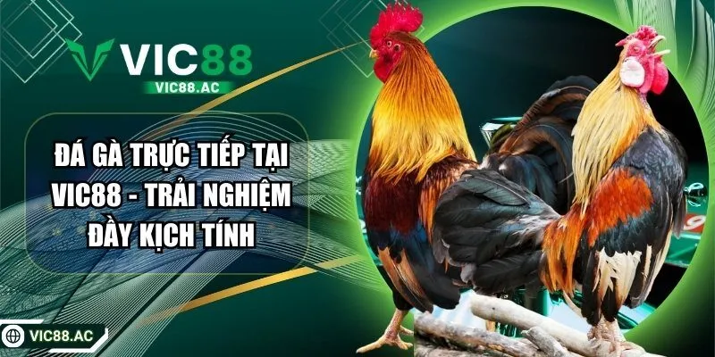 Đá Gà Trực Tiếp Tại VIC88 - Trải Nghiệm Đầy Kịch Tính